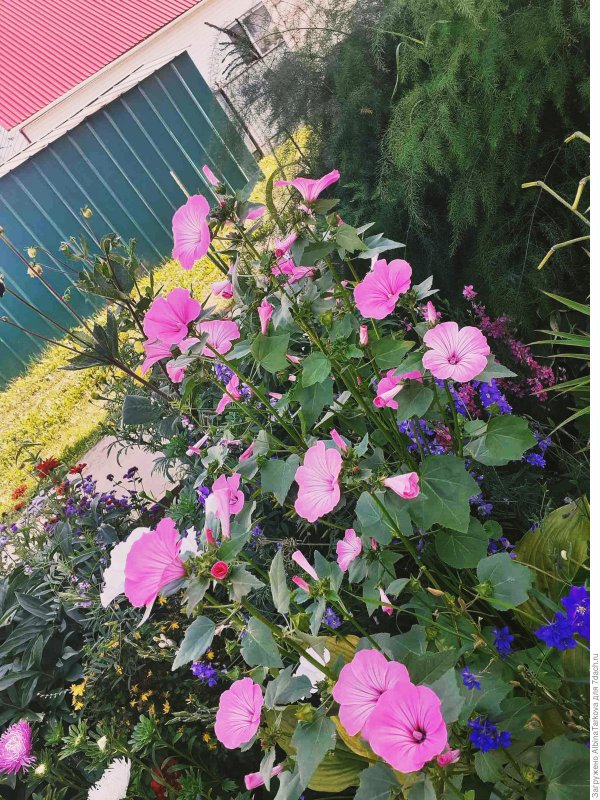 Lavatera Dwarf Pink blush
