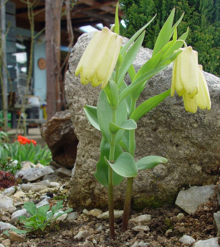 Fritillaria pallidiflora