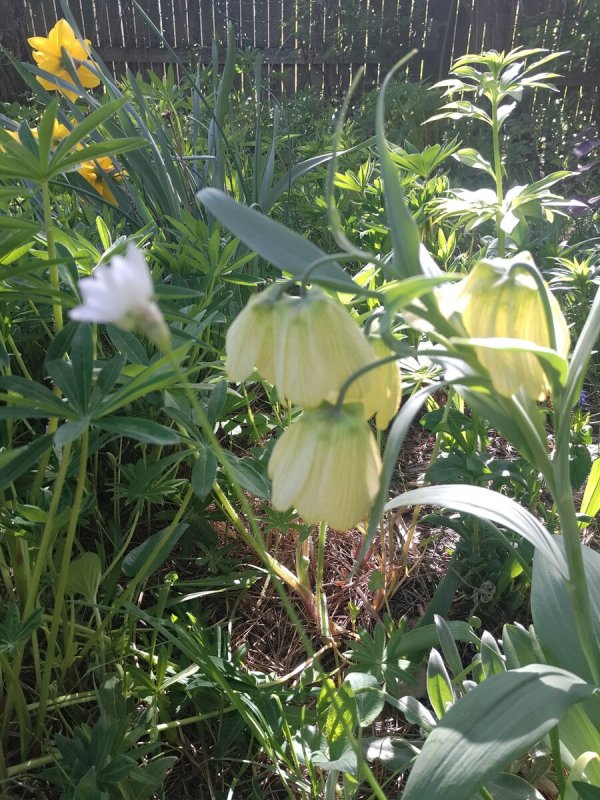 Fritillaria pallidiflora
