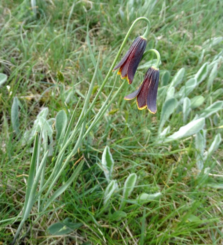Fritillaria species pallidiflora