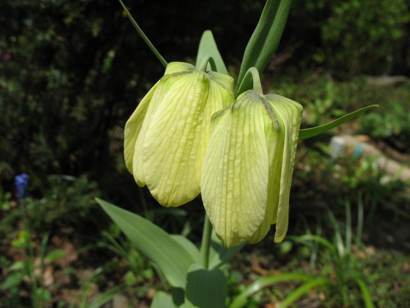 Fritillaria pallidiflora
