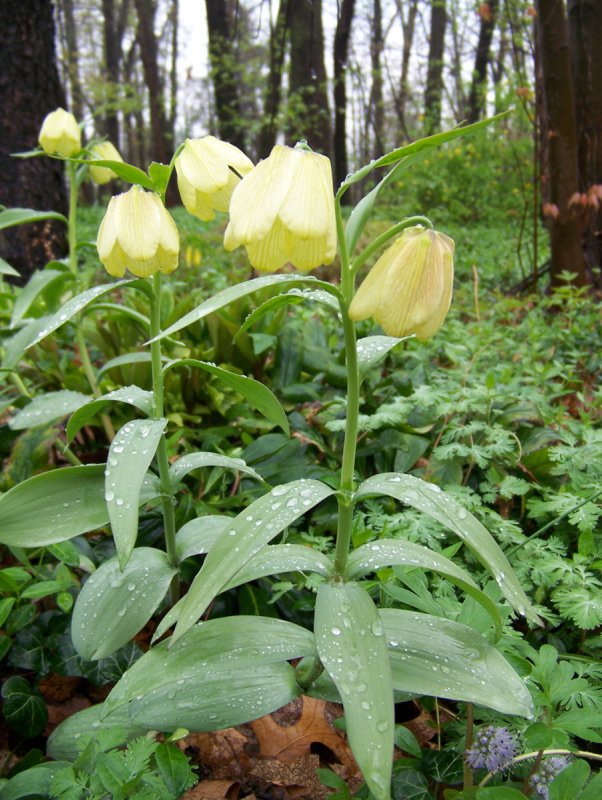 Fritillaria pallidiflora