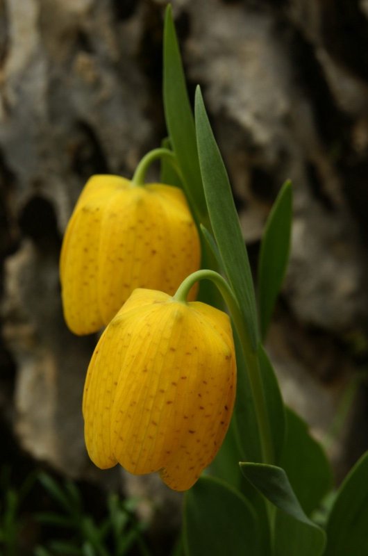 Рябчик русский Fritillaria ruthenica
