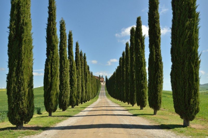 Кипарис вечнозеленый (Cupressus sempervirens)
