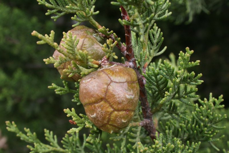 Cupressus sempervirens l. Кипарис вечнозеленый