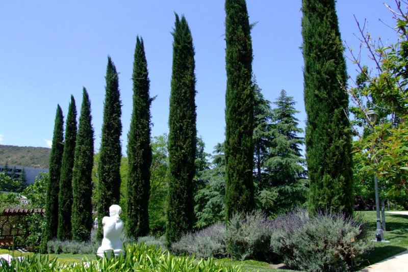 Кипарис вечнозеленый (Cupressus sempervirens)