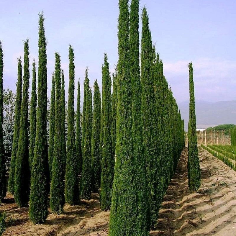 Cupressus sempervirens семена