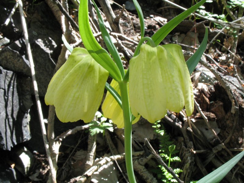 Fritillaria pallidiflora 1-200