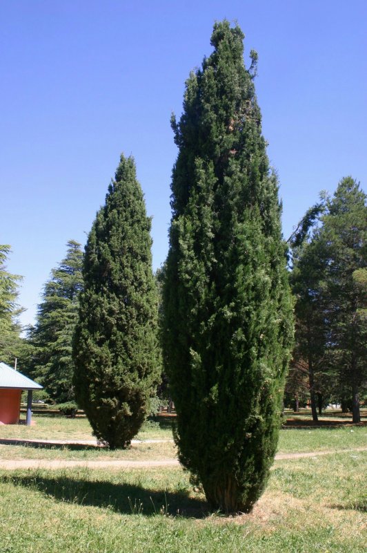 Cupressus sempervirens l. Кипарис вечнозеленый