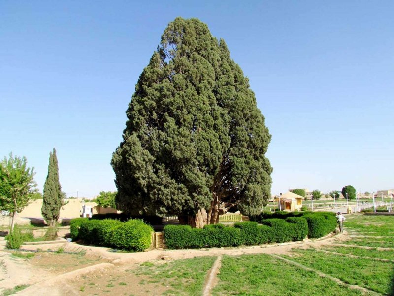 Кипарис вечнозеленый (Cupressus sempervirens)