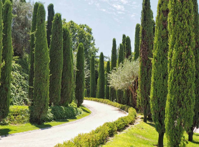 Кипарис вечнозеленый (Cupressus sempervirens)