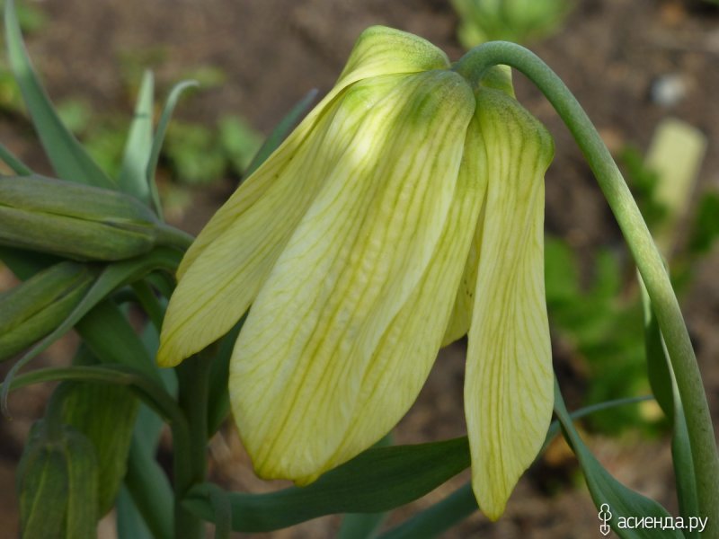 Fritillaria pallidiflora 1-200