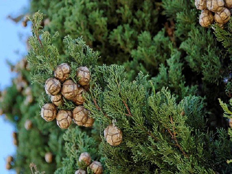 Кипарис Cupressus