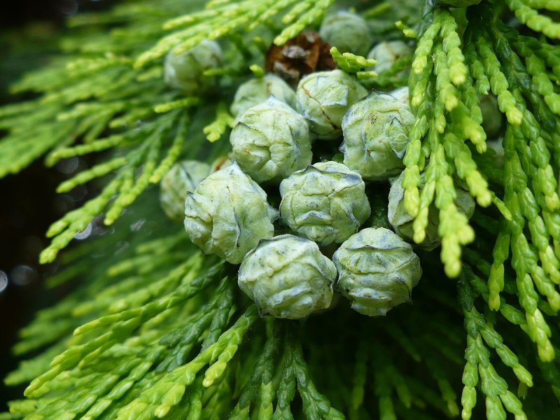Кипарис вечнозеленый (Cupressus sempervirens)