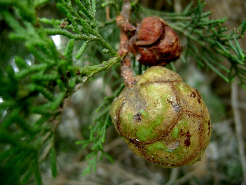 Кипарѝс вечнозелёный – Cupressus sempervirens