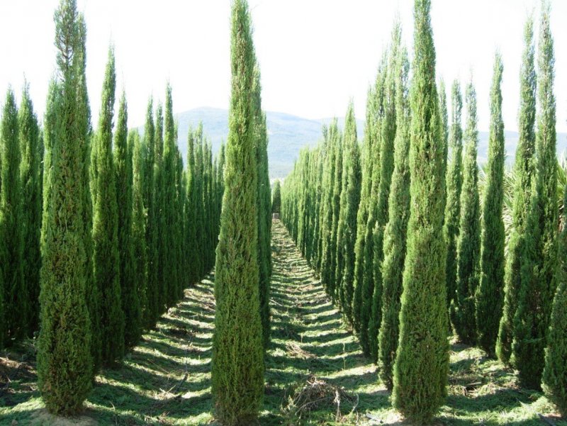 Кипарис вечнозеленый (Cupressus sempervirens)