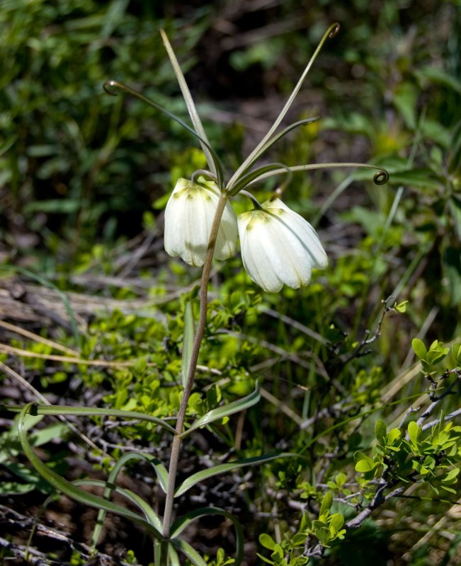 Рябчик мутовчатый (Fritillaria verticillata Willd.)