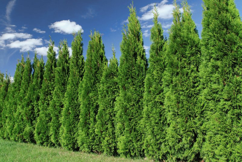 Туя Западная Смарагд (Thuja occidentalis Smaragd)