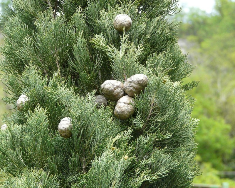 Кипарис вечнозеленый (Cupressus sempervirens)