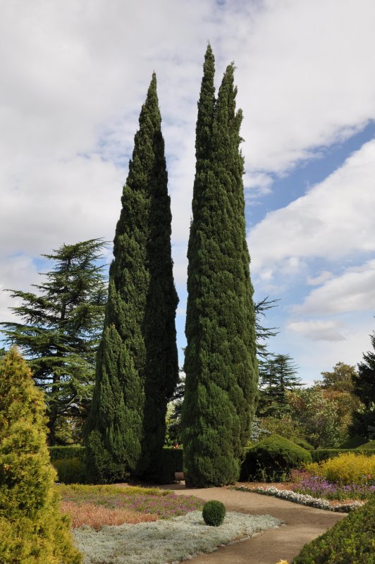 Кипарис Cupressus sempervirens