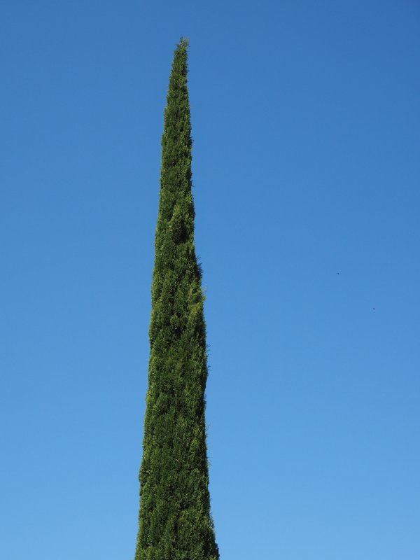 Кипарис вечнозеленый (Cupressus sempervirens)
