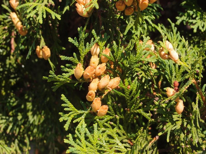 Кипарис вечнозеленый (Cupressus sempervirens)
