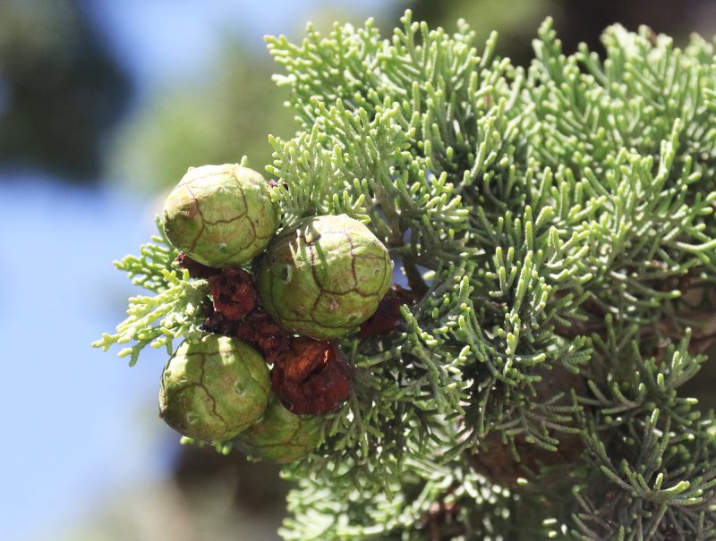 Cupressus sempervirens l. Кипарис вечнозеленый