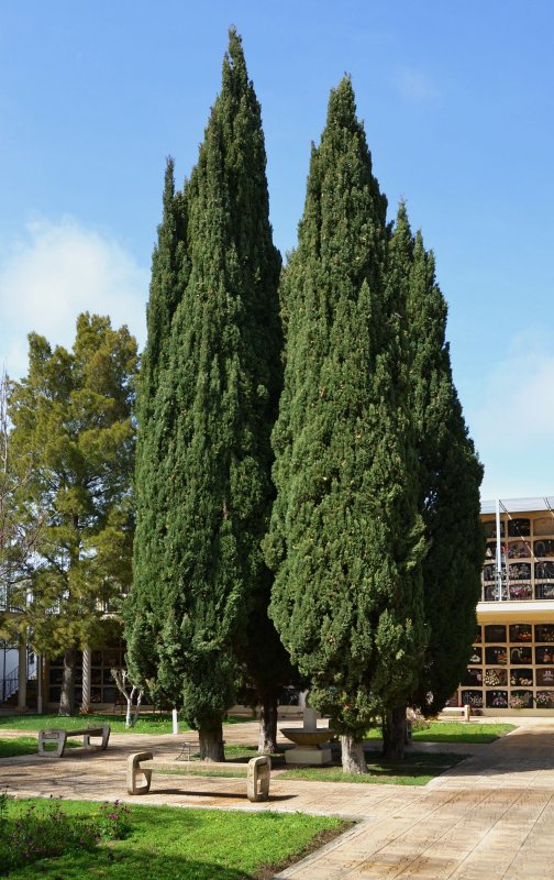Кипарис (Cupressus sempervirens) p9