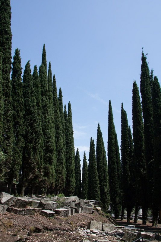 Кипарис вечнозеленый пирамидальный Cupressus sempervirens