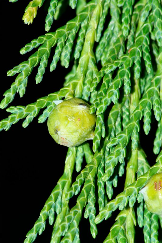 Кипарис (Cupressus sempervirens) p9