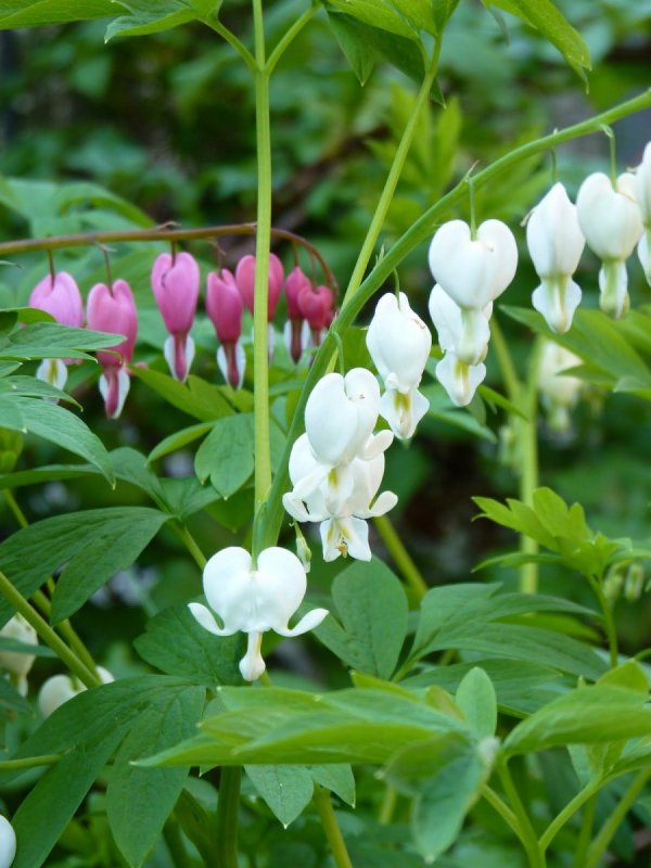 Дицентра великолепная (Dicentra spectabilis)