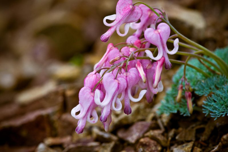Dicentra - дицентра
