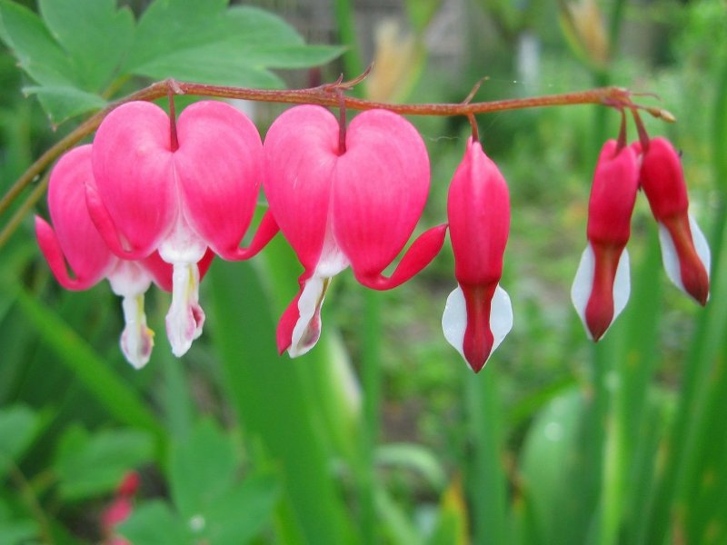 Дицентра (Dicentra), или диклитра, разбитое сердце