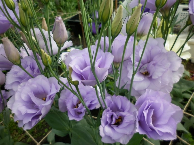 Эустома (Lisianthus)