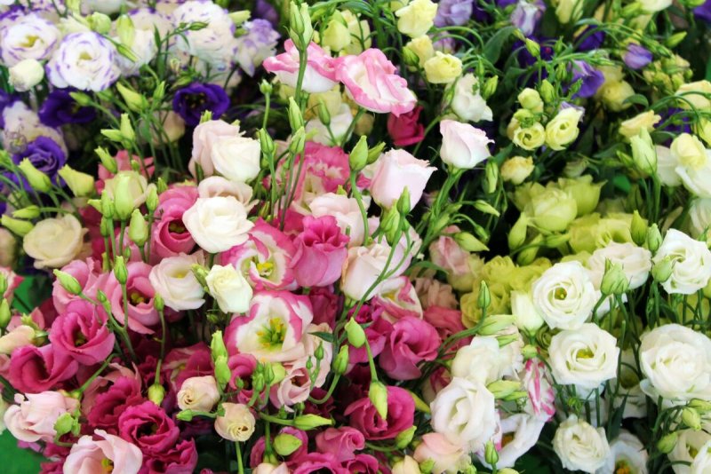 Эустома (Lisianthus)