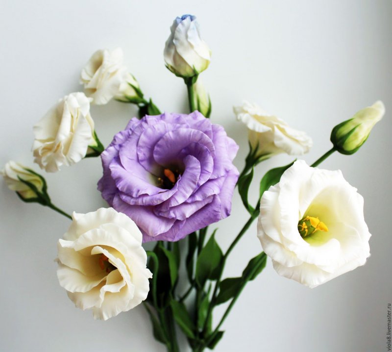 Эустома (Lisianthus)