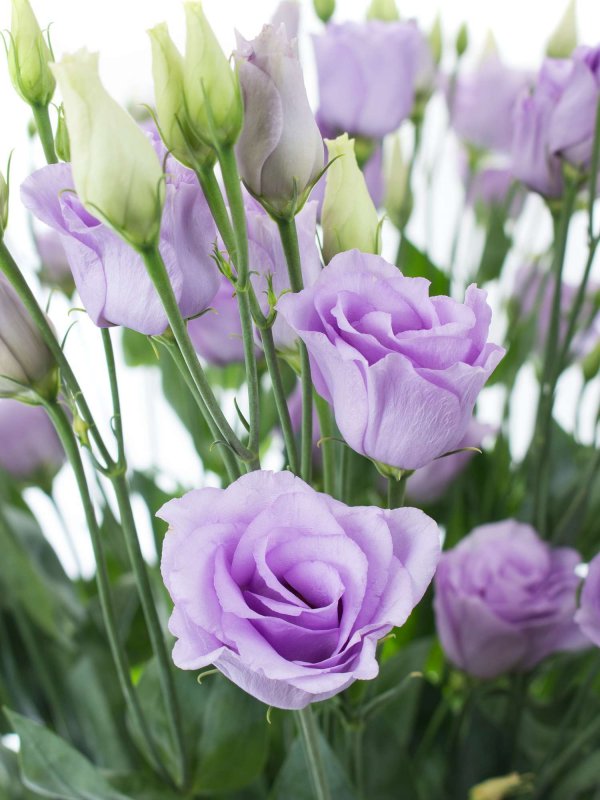 Эустома (Lisianthus)