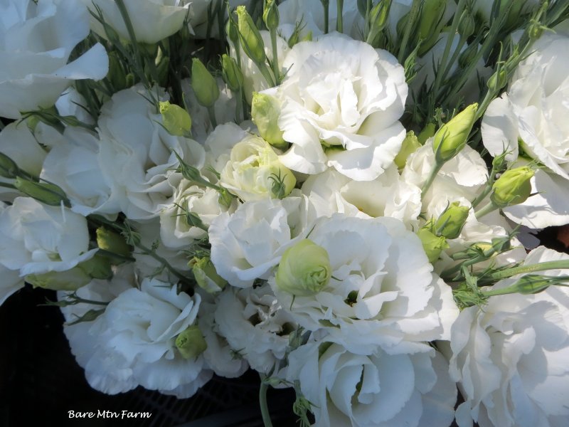 Эустома (Lisianthus)