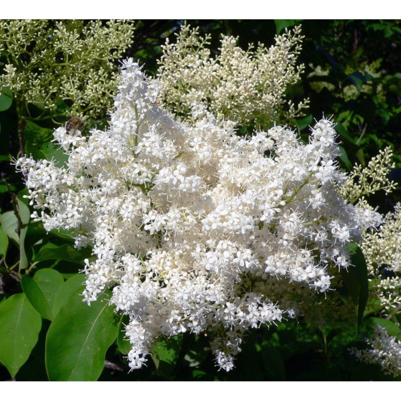 Syringa reticulata (сирень, ligustrina, Трескун)