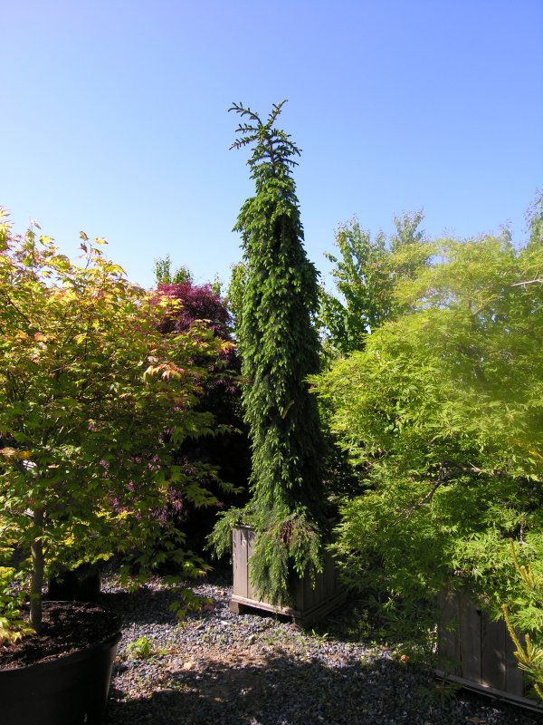 Ель Сербская Picea omorika Berliner`s Weeping