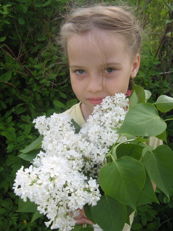 Сирень Амурская Syringa amurensis