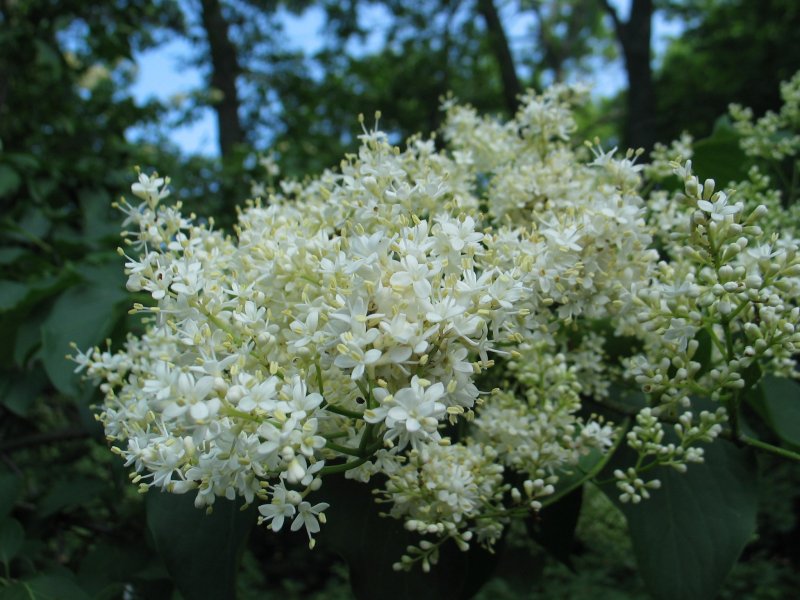 Сирень Вольфа Syringa wolfii