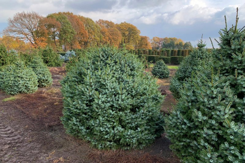Picea omorika pendula