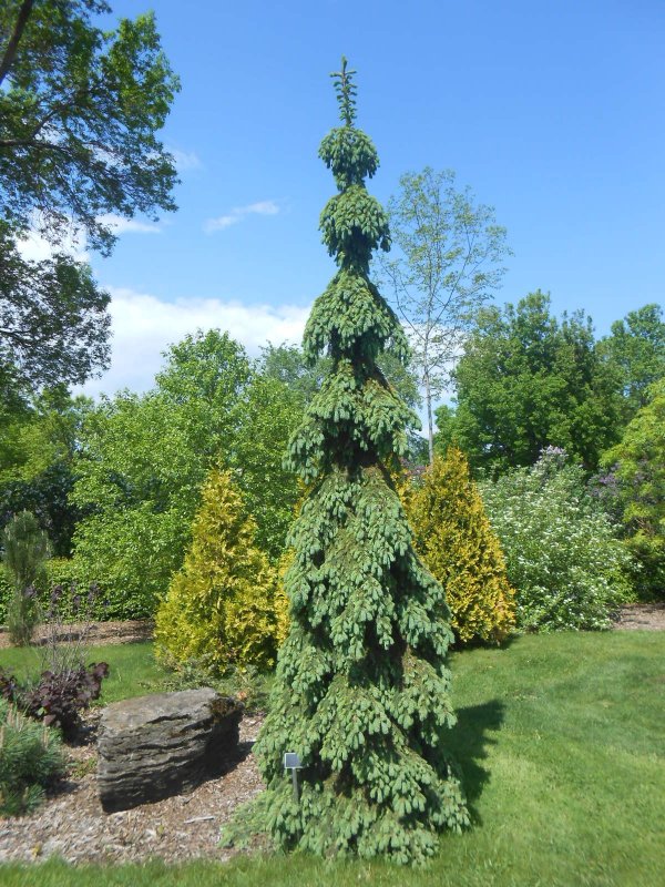 Ель Сербская Picea omorika pendula