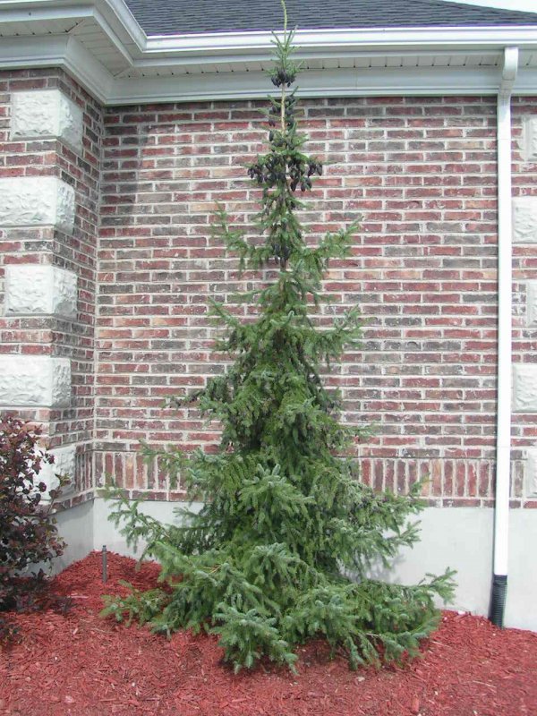 Ель Сербская Picea Оморика