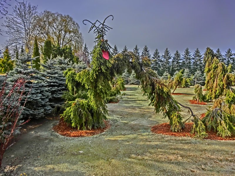Ель Сербская pendula