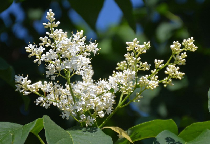 Syringa reticulata