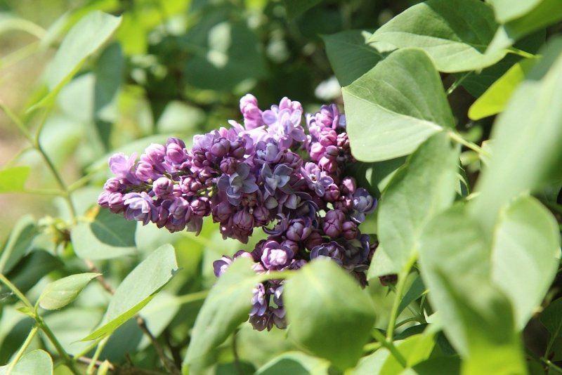 Сирень Амурская