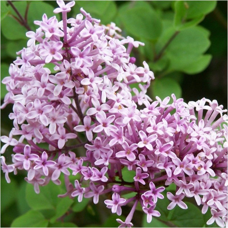 Сирень Амурская Syringa amurensis