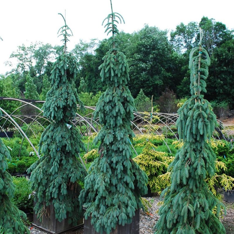 Picea omorika pendula